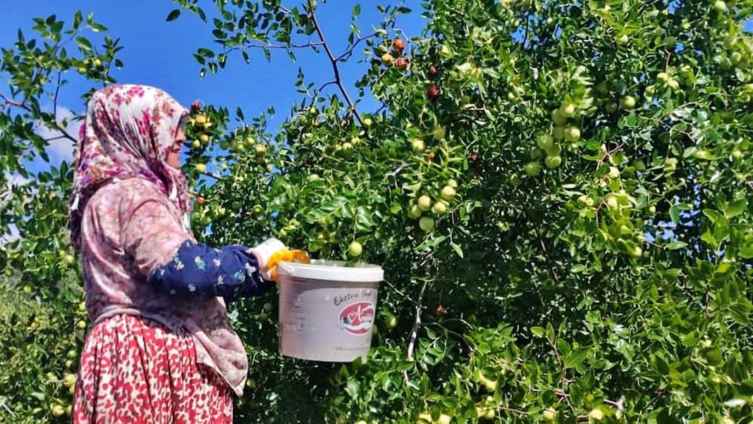 Ankara'nın saklı şifası: 'Hayat meyvesi' diyorlar! 3